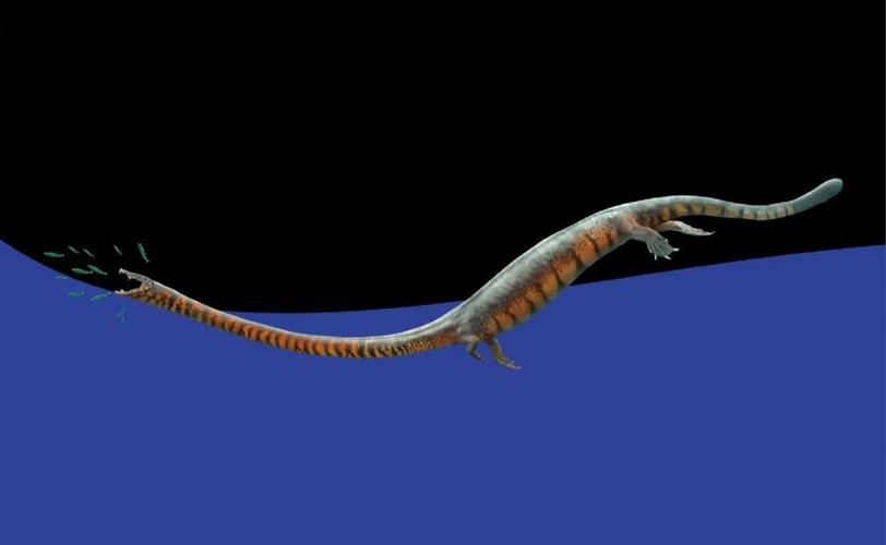 Main dragon (what is the maximum distance from the main keel to the wall)